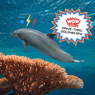 Drive-Thru Dolphin Spa (3/10/25)