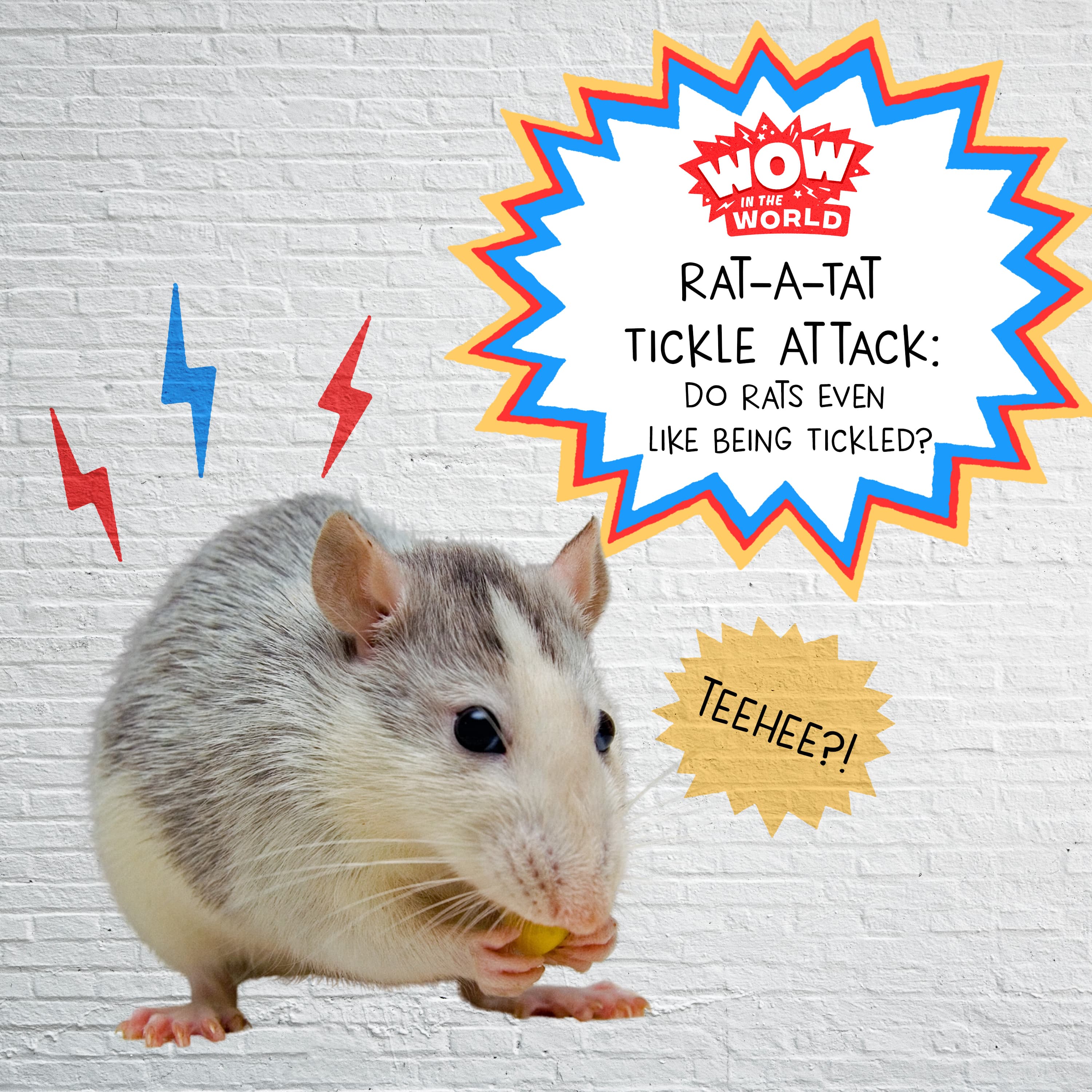 Rat-A-Tat Tickle Attack: Do Rats Even Like Being Tickled? (3/17/25)